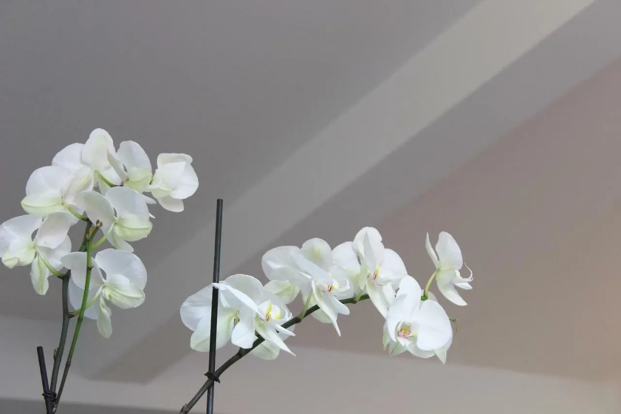 Guest house Apartments Vmadeira Funchal